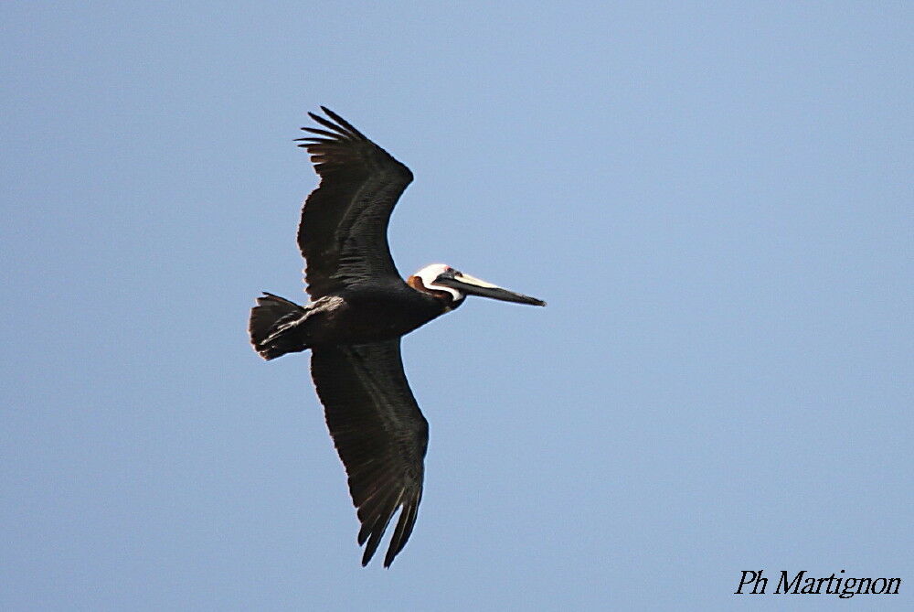 Brown Pelican, Flight