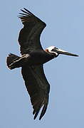 Brown Pelican