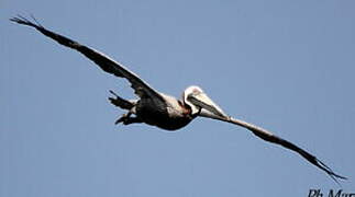 Brown Pelican