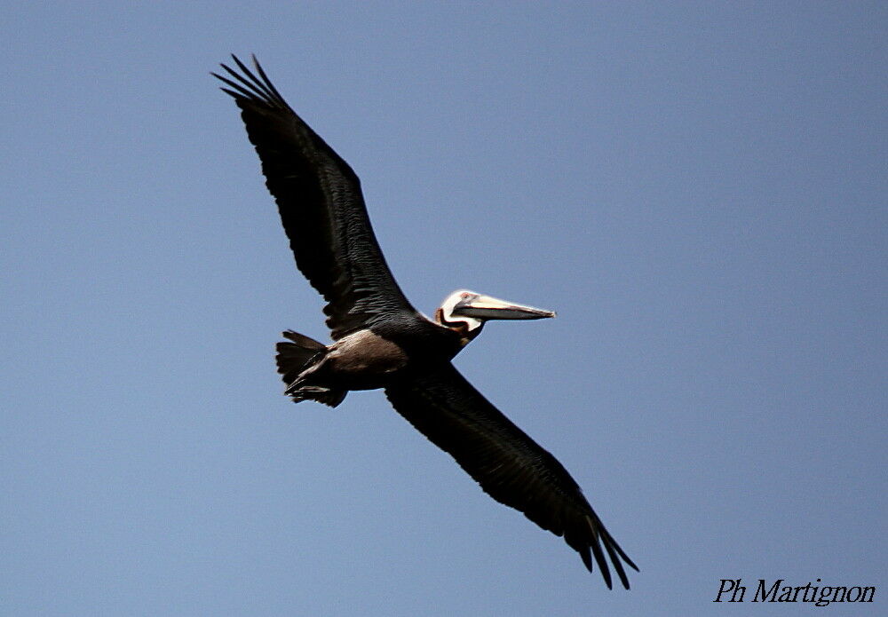 Brown Pelican, Flight