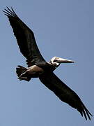 Brown Pelican