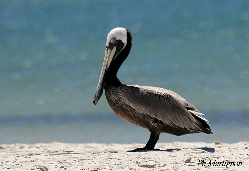 Brown Pelican, identification