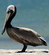 Brown Pelican