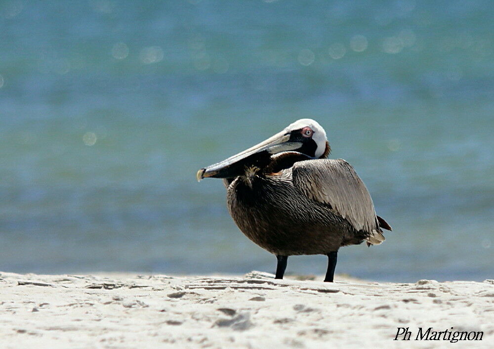 Pélican brun, identification