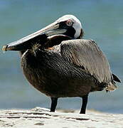 Brown Pelican