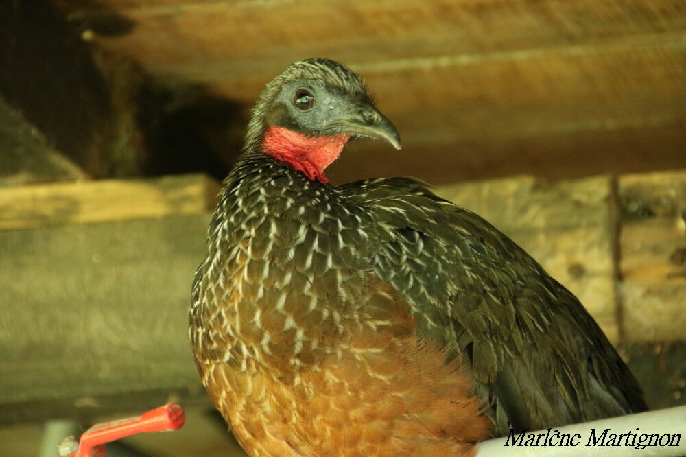 Pénélope de Spix, identification