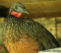 Spix's Guan