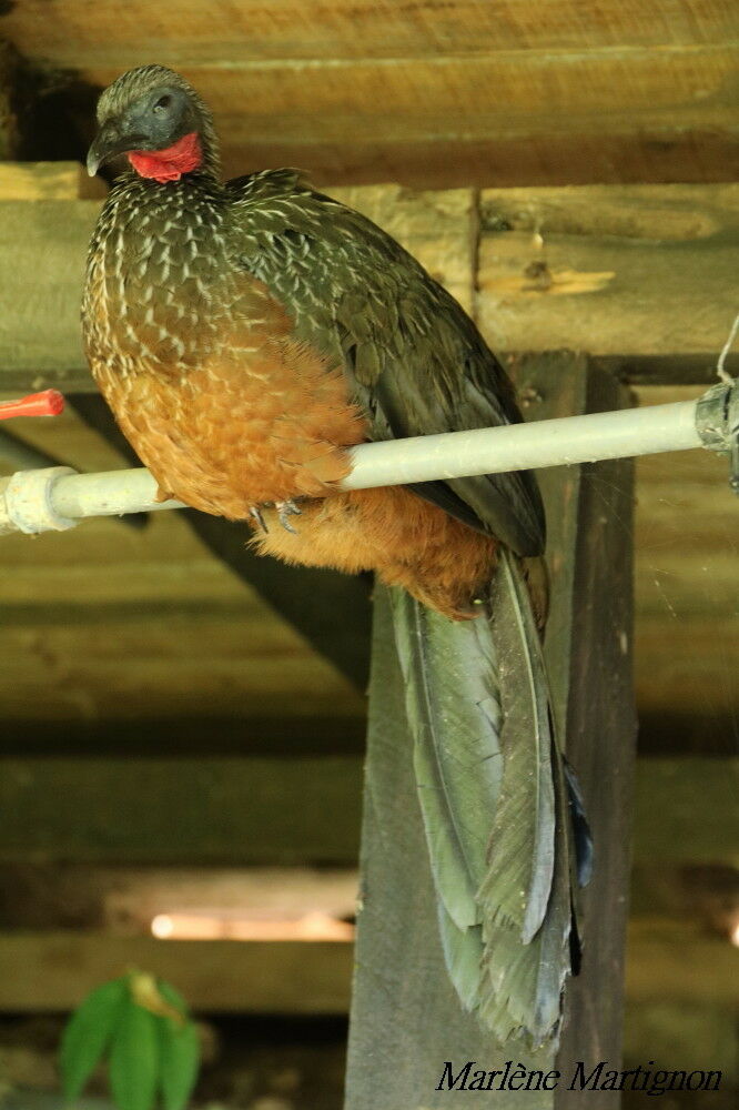 Spix's Guan, identification