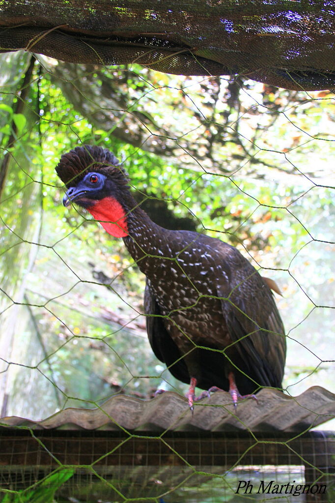 Crested Guan