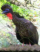 Crested Guan