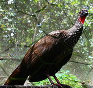 Crested Guan