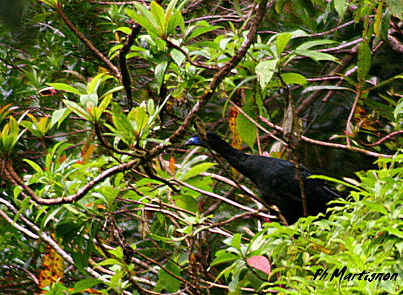 Black Guan, identification