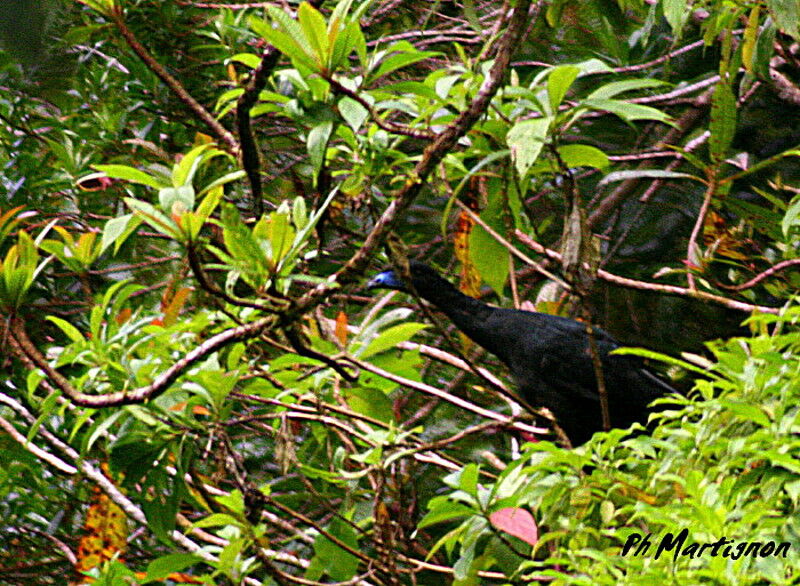 Pénélope unicolore, identification