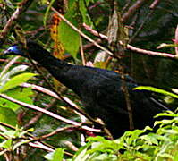 Black Guan