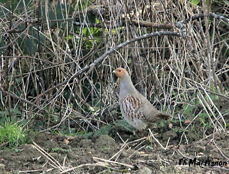 Grey Partridge