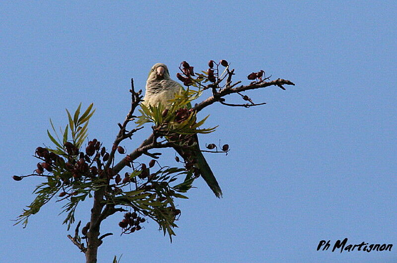 Monk Parakeet