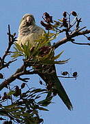 Monk Parakeet