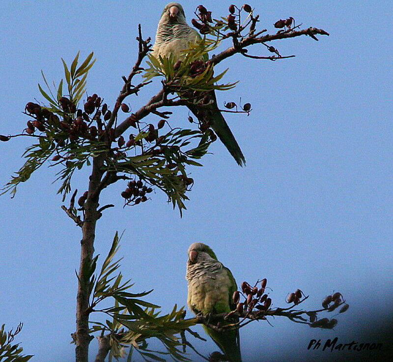 Monk Parakeet