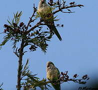 Monk Parakeet