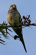 Monk Parakeet