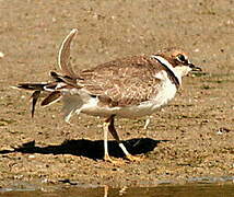 Little Ringed Plover