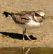 Little Ringed Plover