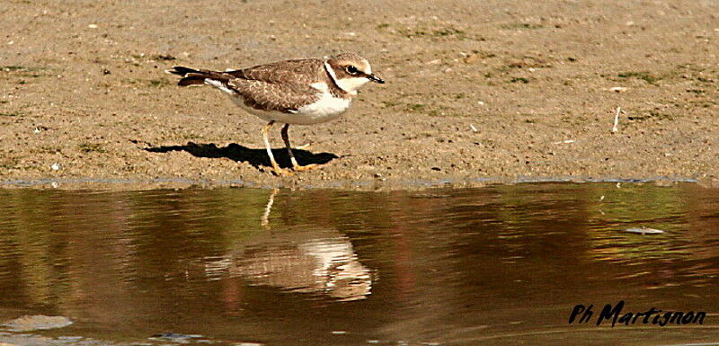 Little Ringed Plover