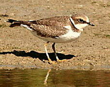 Little Ringed Plover