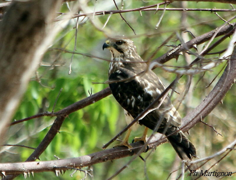 Broad-winged Hawkjuvenile, identification