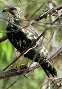 Broad-winged Hawk