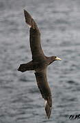 Southern Giant Petrel