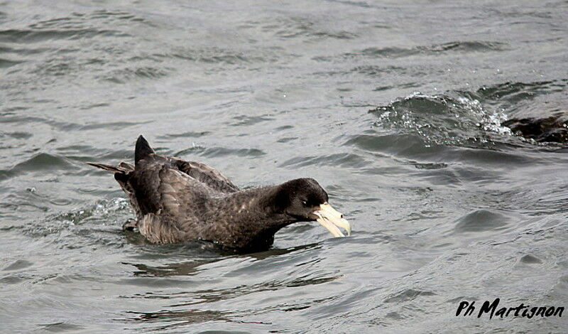 Southern Giant Petrel