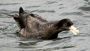 Southern Giant Petrel