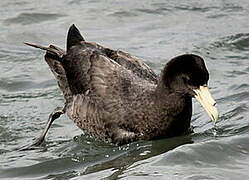 Southern Giant Petrel