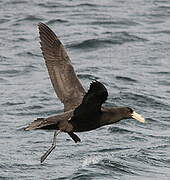 Southern Giant Petrel