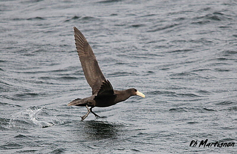 Southern Giant Petrel