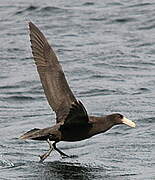 Southern Giant Petrel