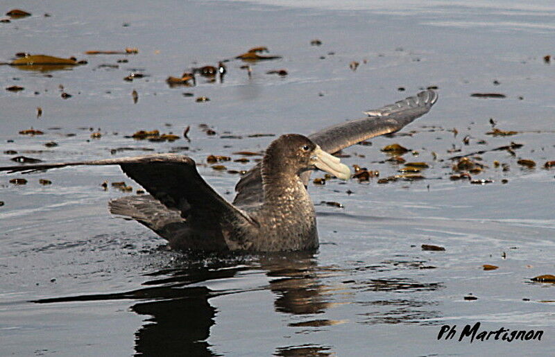 Southern Giant Petreladult, swimming
