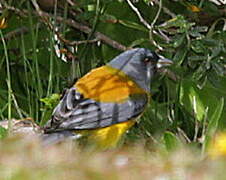 Patagonian Sierra Finch