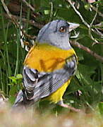 Patagonian Sierra Finch