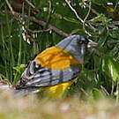 Phrygile de Patagonie