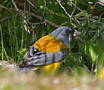 Patagonian Sierra Finch