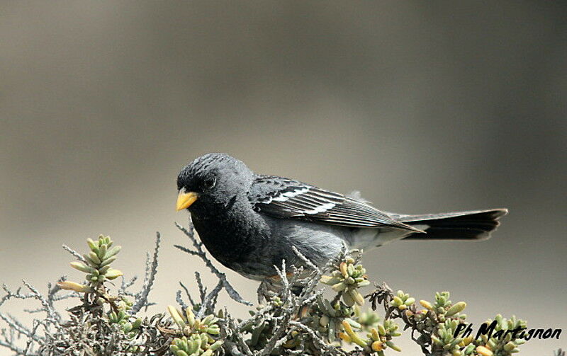 Mourning Sierra Finch male adult, identification