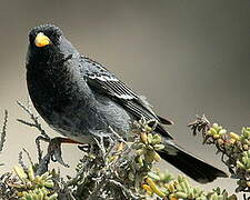 Mourning Sierra Finch