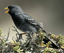 Mourning Sierra Finch