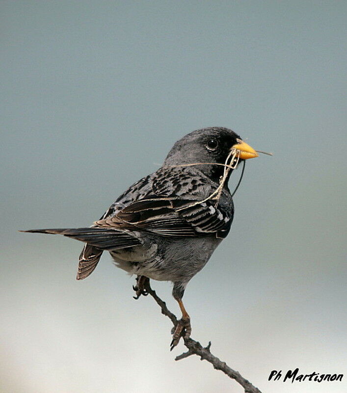 Mourning Sierra Finch