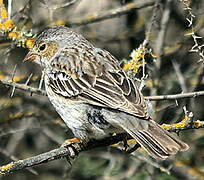 Mourning Sierra Finch