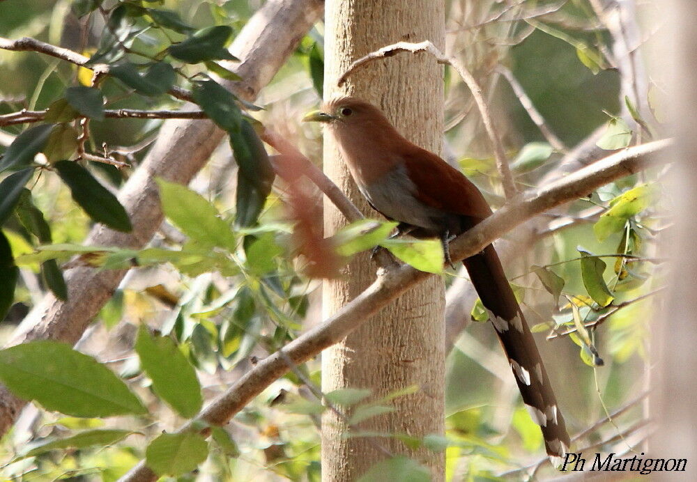 Squirrel Cuckoo, identification