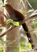 Squirrel Cuckoo