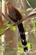 Squirrel Cuckoo